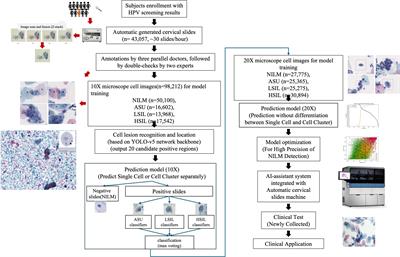 AI-assisted system improves the work efficiency of cytologists via excluding cytology-negative slides and accelerating the slide interpretation